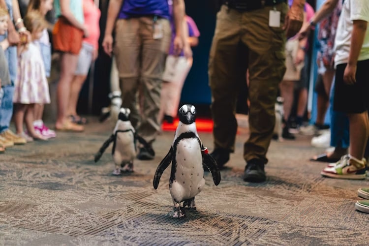 蓋特林堡裡普利水族館門票