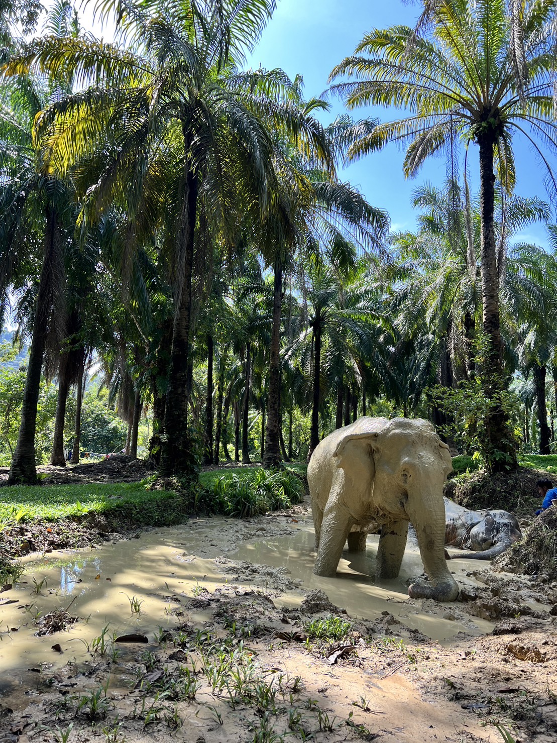 深圳野生动物园大象过“世界大象日”怡然自乐