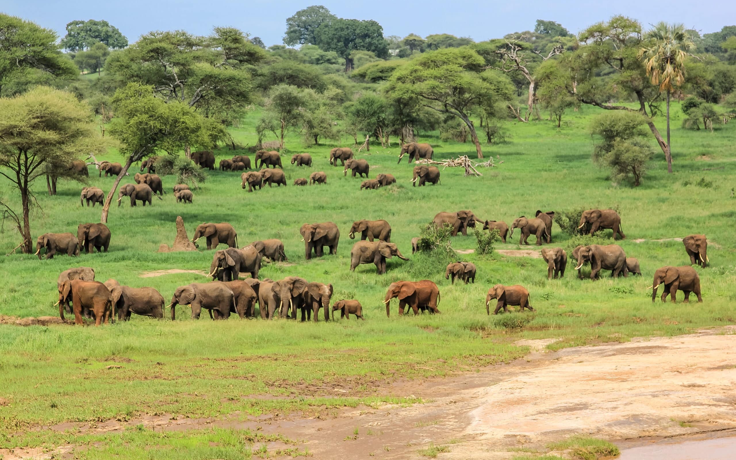 Tarangire National Park & Lake Manyara National Park Multi-day Wildlife & Safari Tour