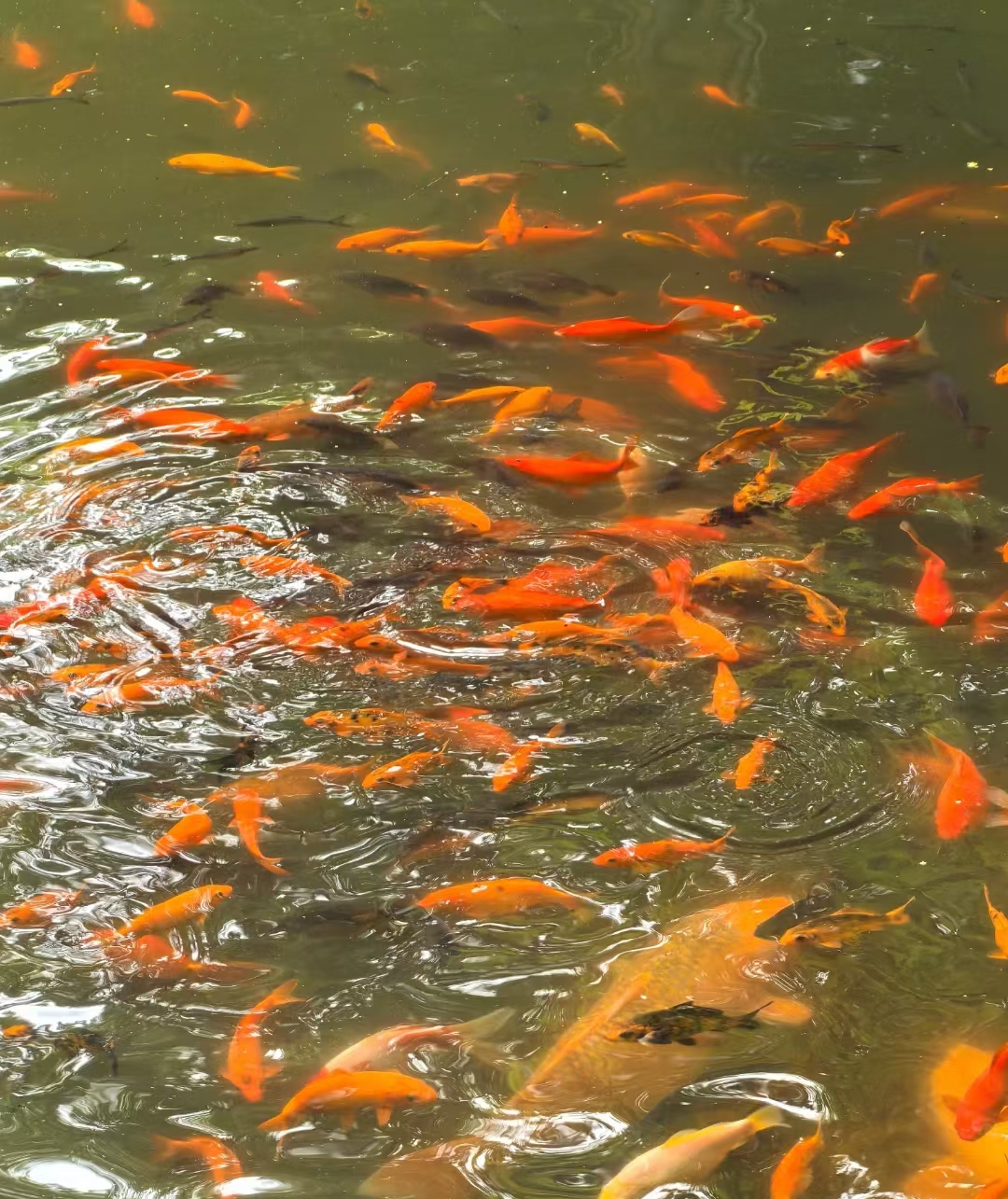 花港觀魚中賞花觀魚 花港觀魚中賞花觀魚