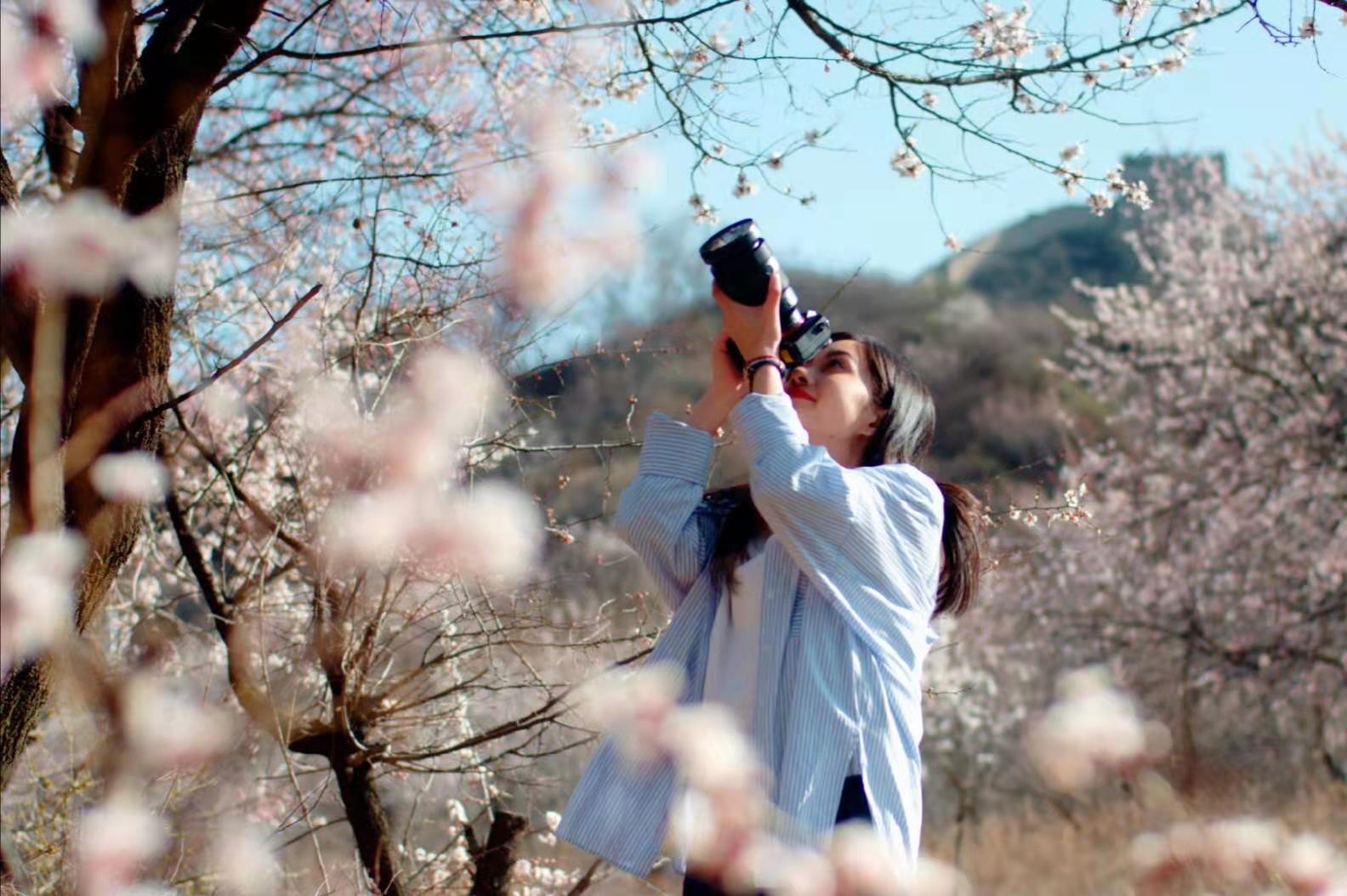 在春日盛放的粉白杏花簇擁下，八達嶺長城雄峙青山，古磚繁花相映成趣，雄渾關隘裹著溫柔春色，盡顯北國春日的壯闊與靈秀。
