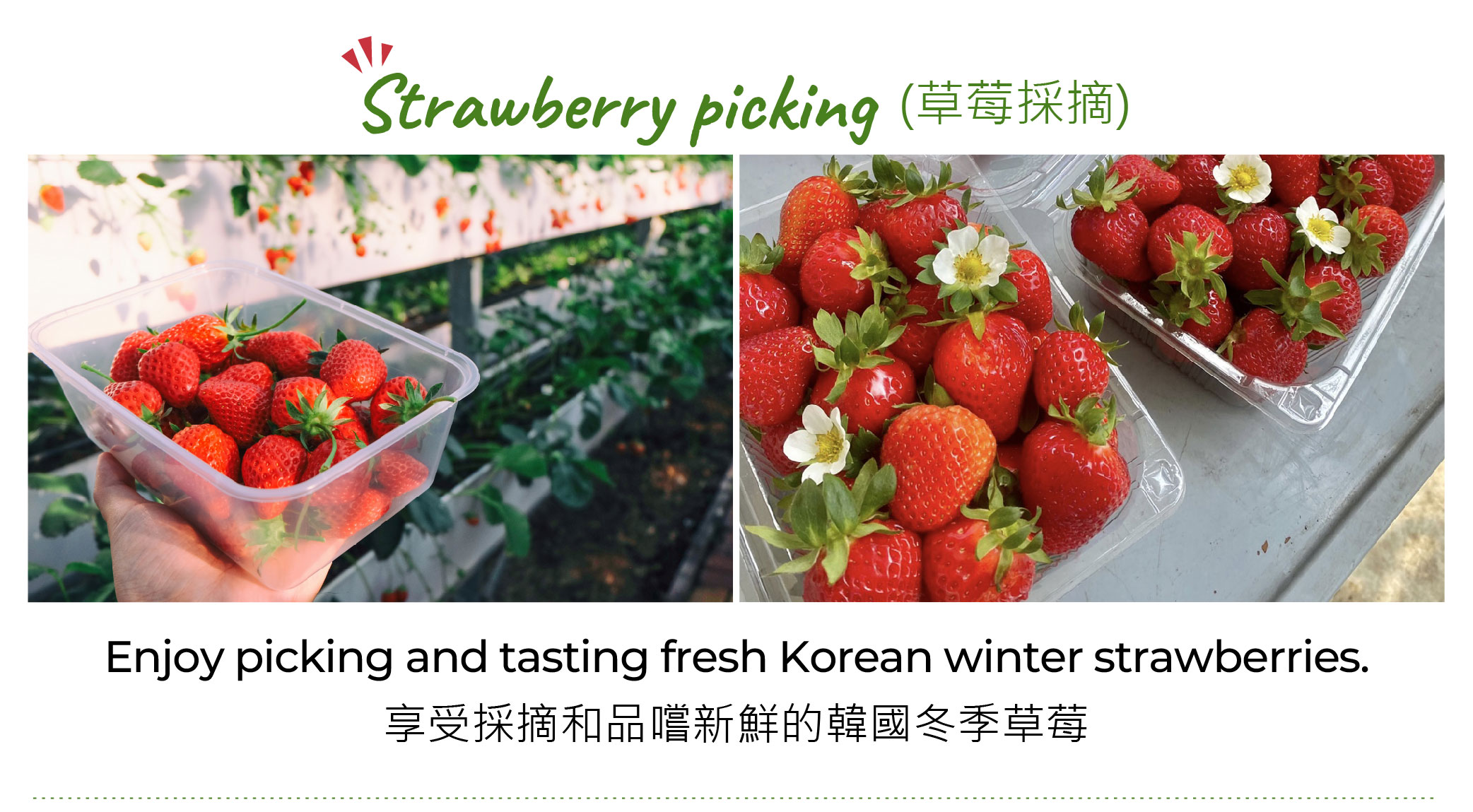 Cheongyang Ice Festival&Nami&Eobi Ice Valley&Strawberry Picking Tour