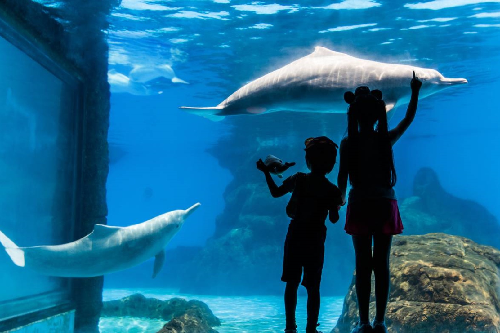 「中華白海豚」國家一級保護動物,素有“水上大熊貓”之稱,擁有天賜的粉紅色皮膚,與生俱來的上揚嘴角,一個淺淺的微笑就能萌化你的心,它們又是馳聘于海洋的精靈,喜愛在海中追波逐浪,追逐一個勇敢而智慧的白海豚傳說。 「中華白海豚」國家一級保護動物,素有“水上大熊貓”之稱,擁有天賜的粉紅色皮膚,與生俱來的上揚嘴角,一個淺淺的微笑就能萌化你的心,它們又是馳聘于海洋的精靈,喜愛在海中追波逐浪,追逐一個勇敢而智慧的白海豚傳說。