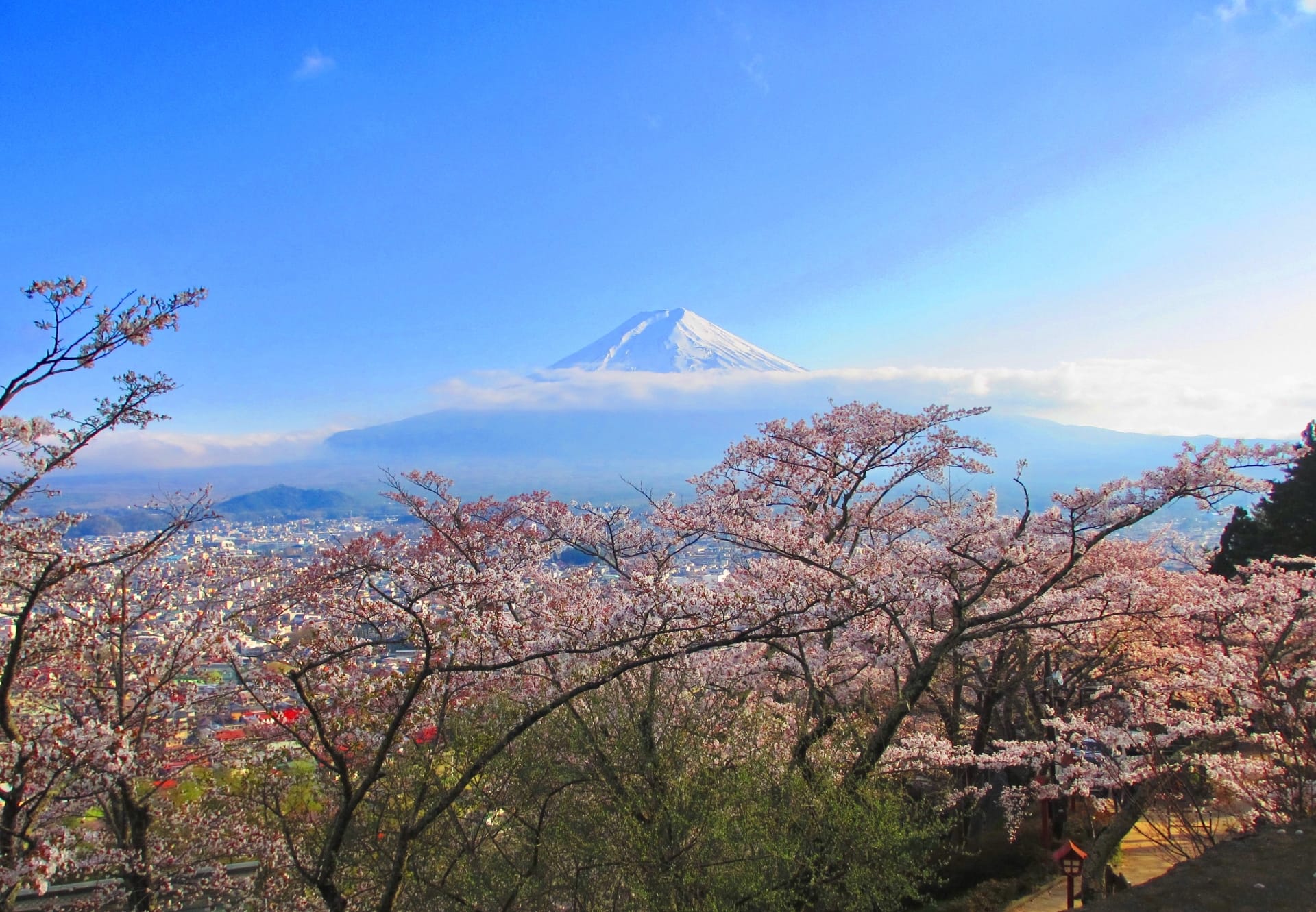 Cherry blossoms in full bloom frame the breathtaking view of Mt. Fuji, creating a stunning seasonal spectacle.