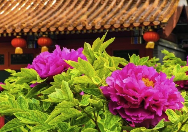 【櫻花限定】北京頤和園+景山公園+北海公園+玉淵潭公園1日遊