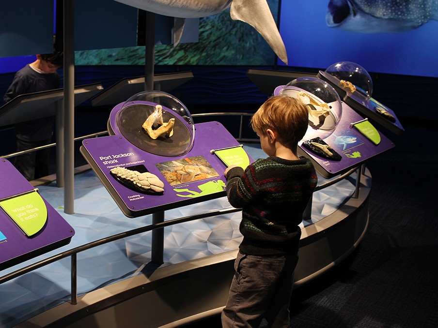 A young boy stands engrossed at an interactive display, studying shark adaptations