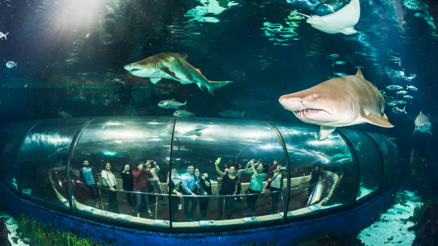 巴塞隆納水族館門票