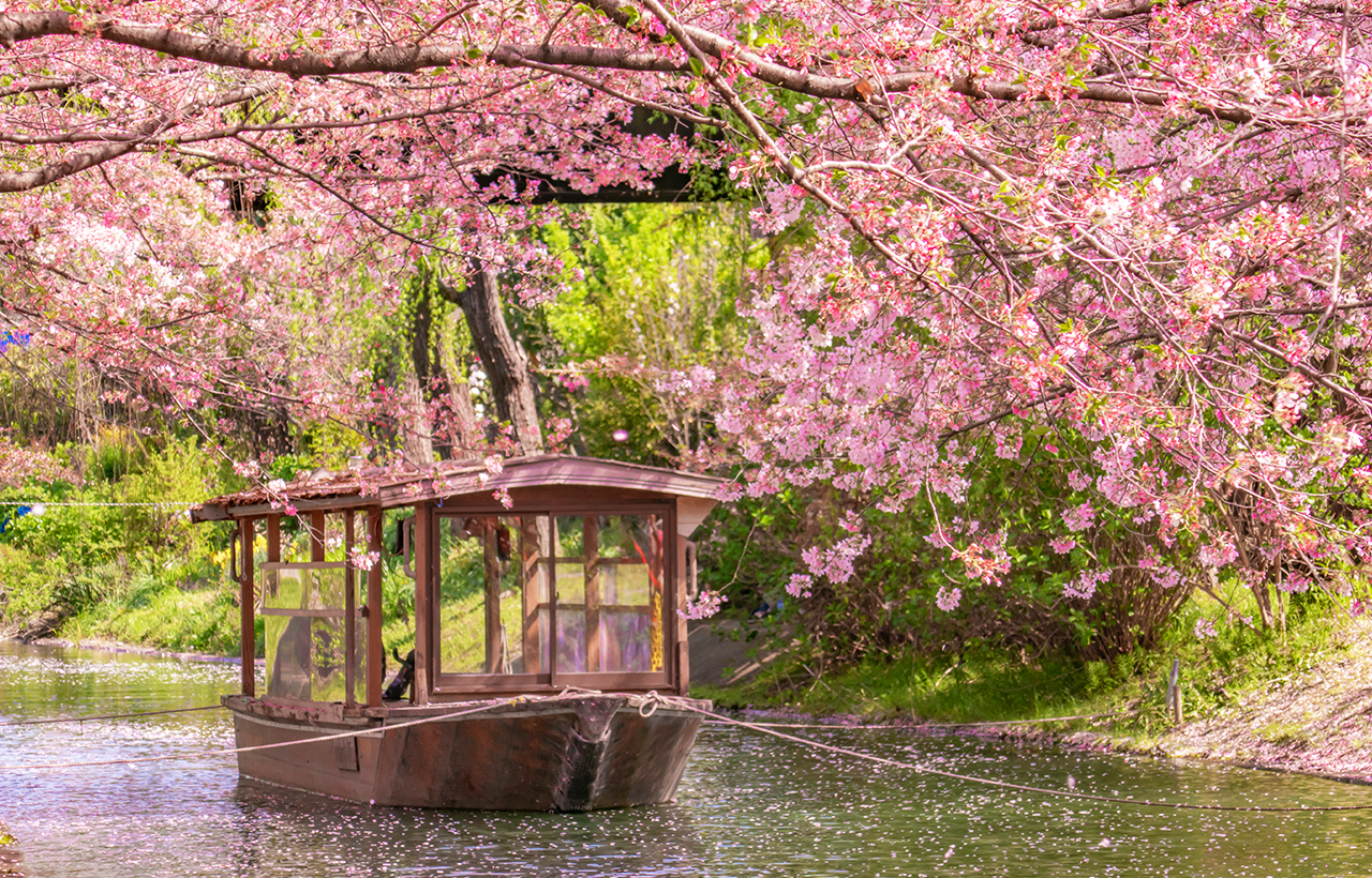 櫻花季限定-京都伏見稻荷大社/十石舟乘船·背割堤·七古川柔和之道賞櫻一日遊(大阪/京都出發)