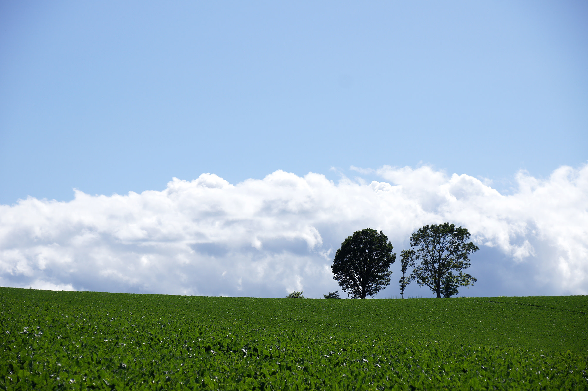 三棵樹並排而立，象徵溫馨的親子關係。