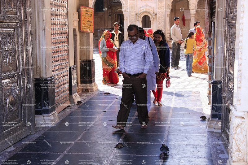 See Camel Centre, Rat Temple from Jodhpur & Bikaner Drop with Guide