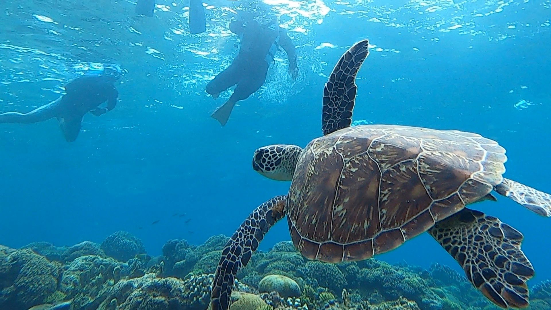 【浮潛+海龜共遊】前往海龜出沒率高的潛點，增加與海龜共遊的機率！近距離欣賞牠們的優雅滑行，在透明碧海中留下珍貴回憶！