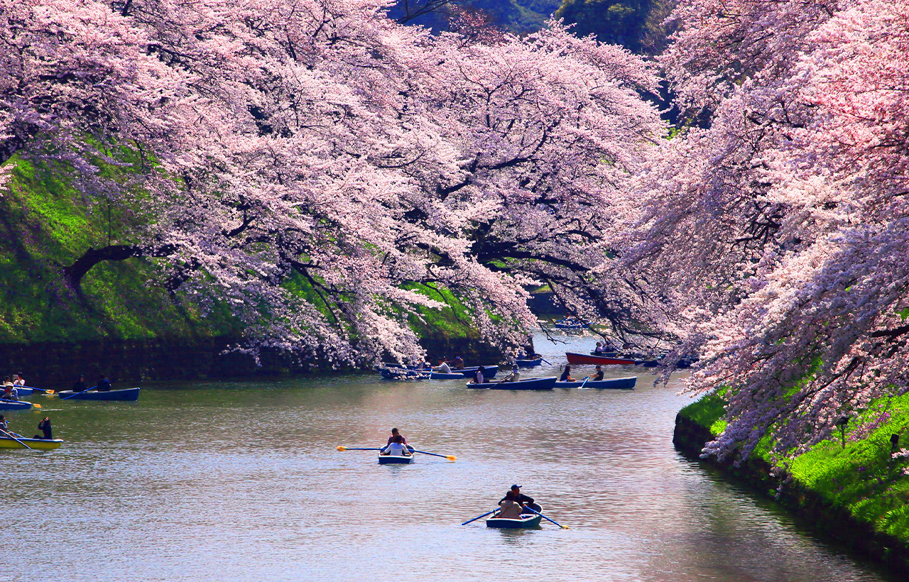 櫻花季限定｜花香櫻韻東京賞櫻名所一日遊