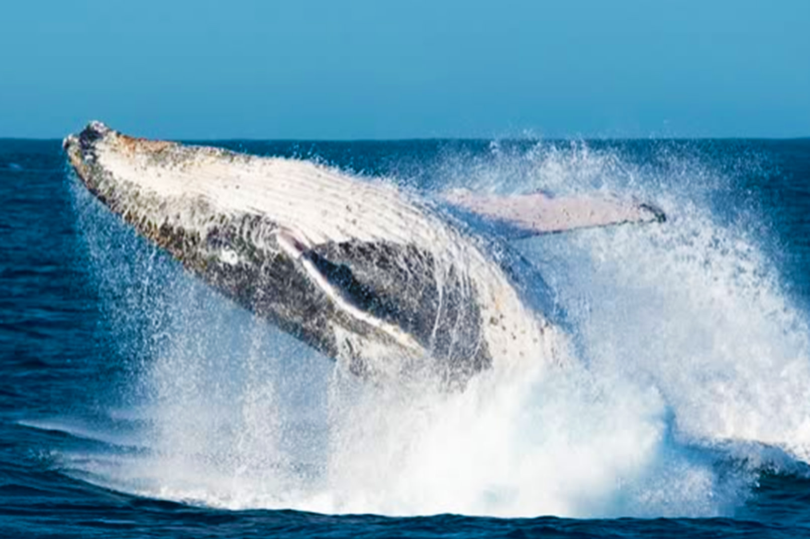Phillip Island Full-Day Big Group Tour with River Cruise