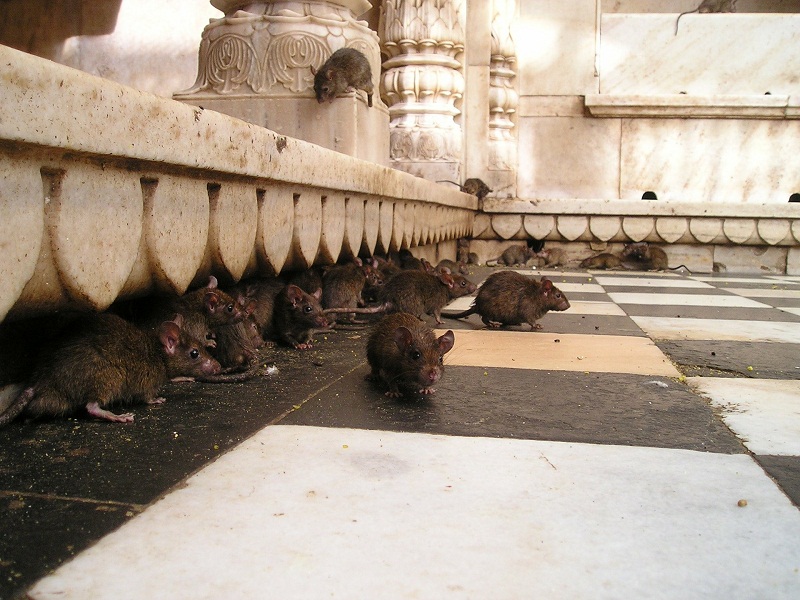 See Camel Centre, Rat Temple from Jodhpur & Bikaner Drop with Guide