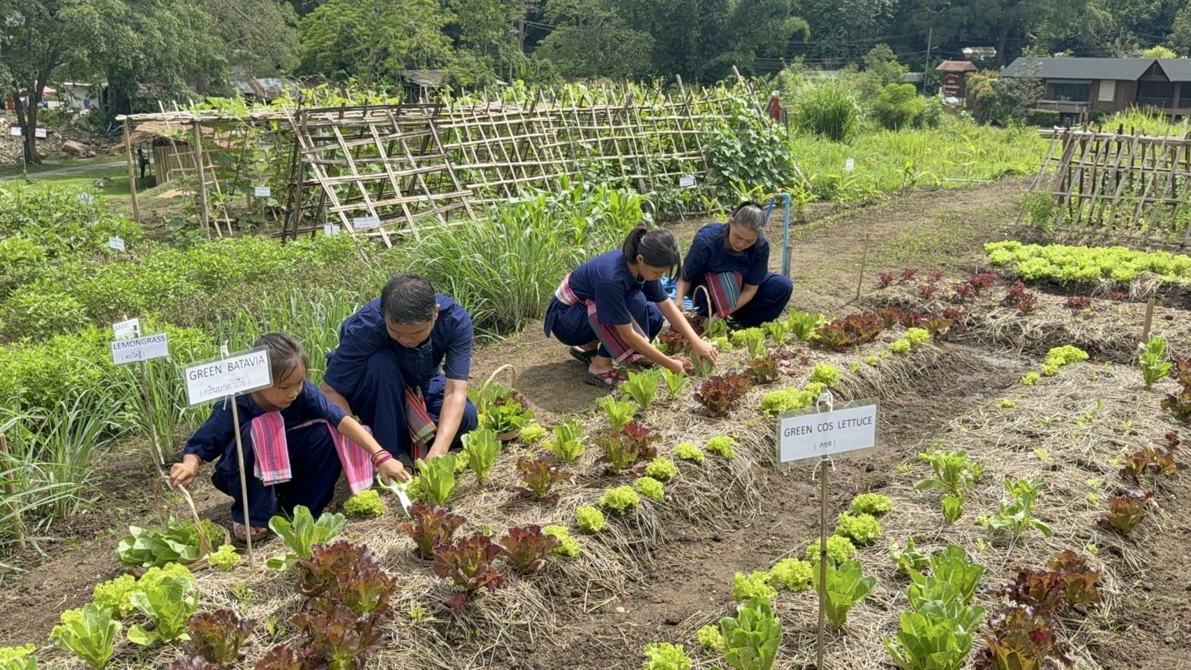 Farm Life Discovery From Soil to Table in Chaing Mai