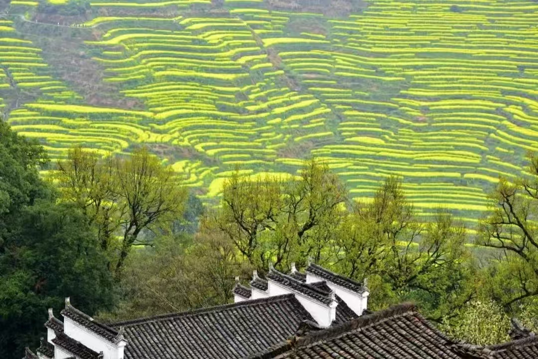 江西上饒篁嶺+李坑 江南探春賞花 1日遊 (一單一團+春季限定梯田花海+江南水鄉人家)