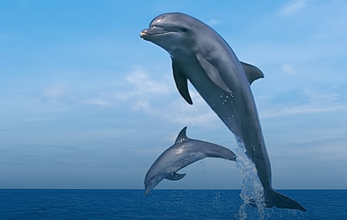 Dolphin Watching in Muscat