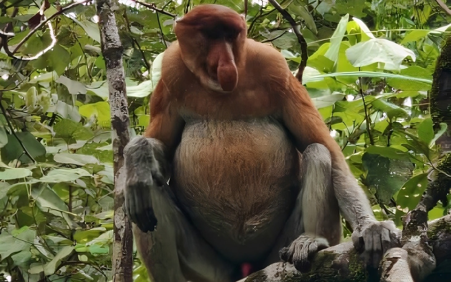 Kuching Bako National Park Full-Day Wildlife Experience