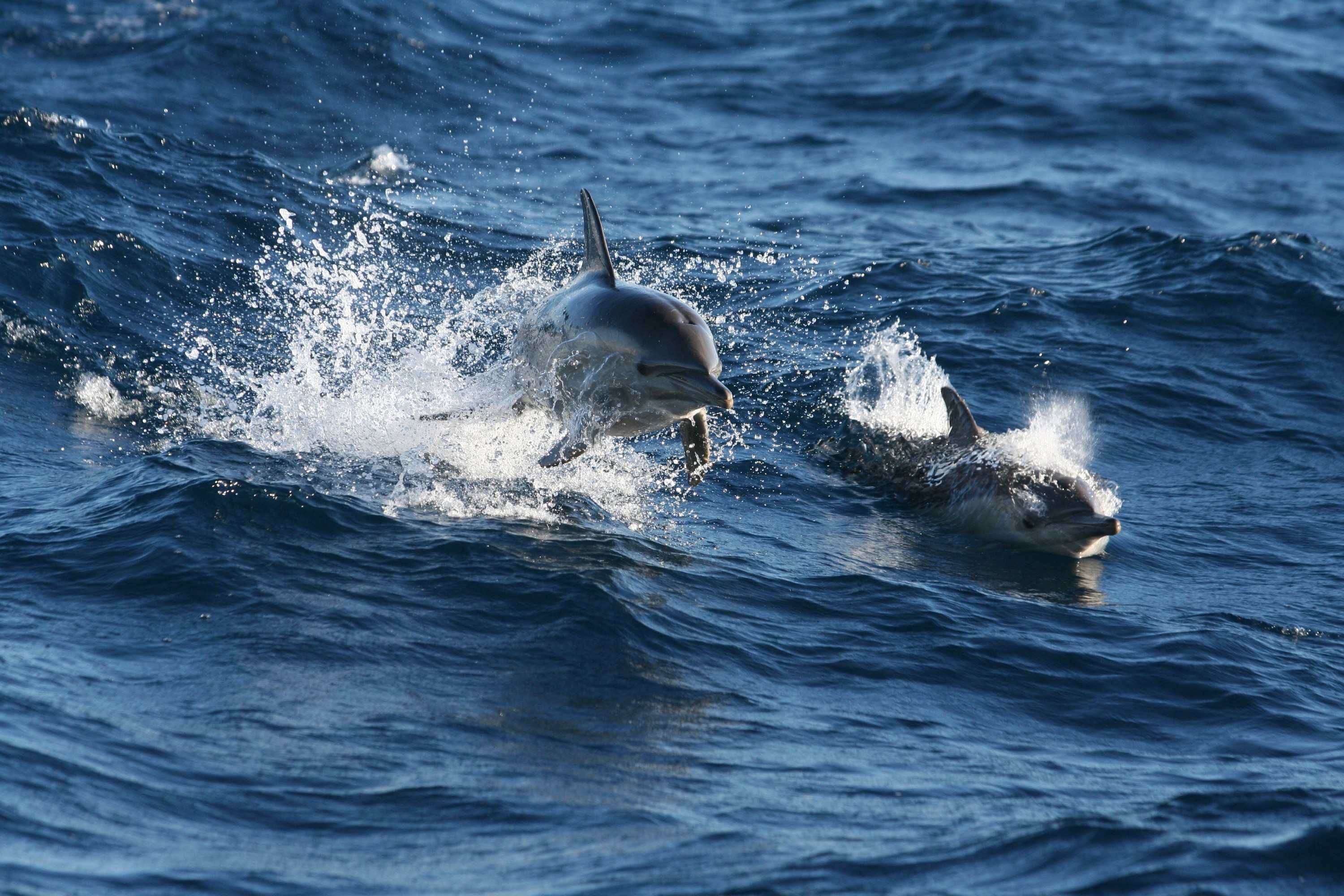 Port Stephens Dolphin Watching Day Tour