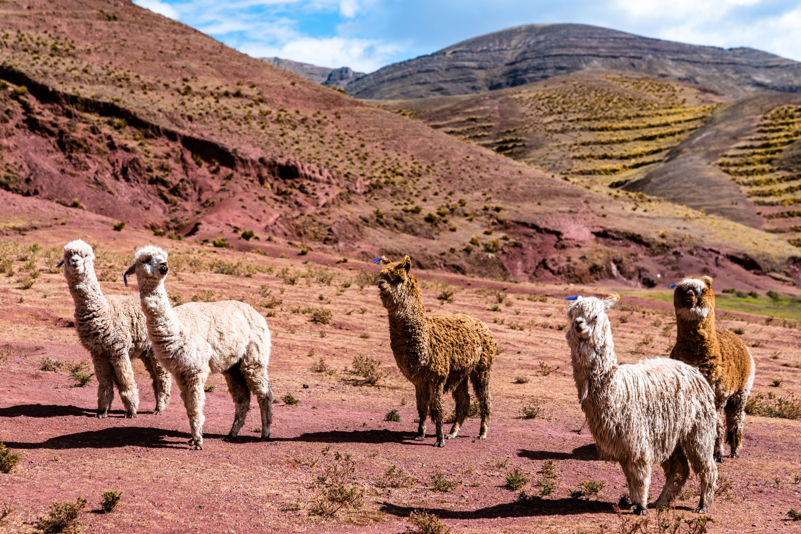 Palccoyo Rainbow Mountain Tour