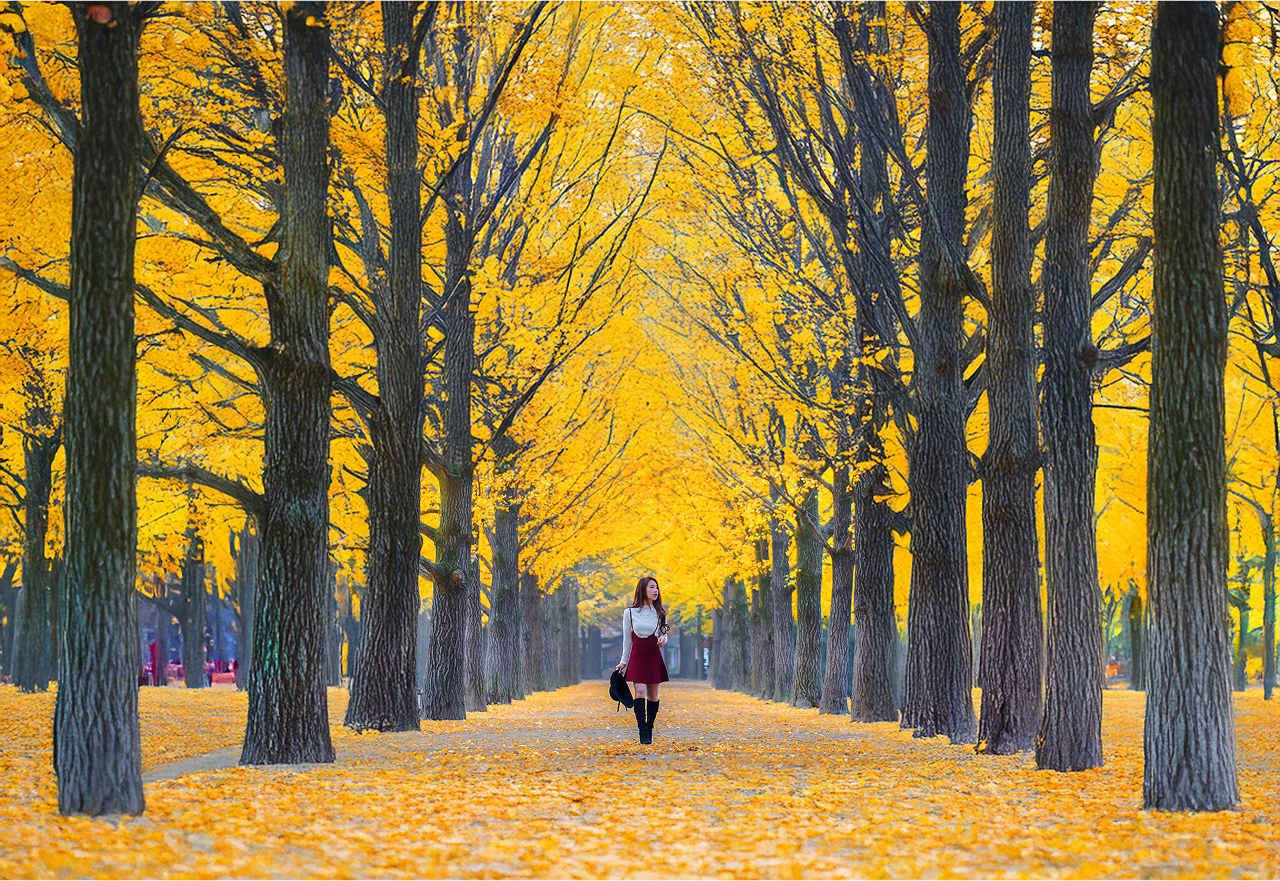 在色彩繽紛的樹隧道下,捕捉如夢似幻的美照。 在色彩繽紛的樹隧道下,捕捉如夢似幻的美照。