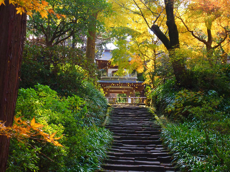 鎌倉禪宗寺廟 & 花園私人遊（含政府認證導遊）