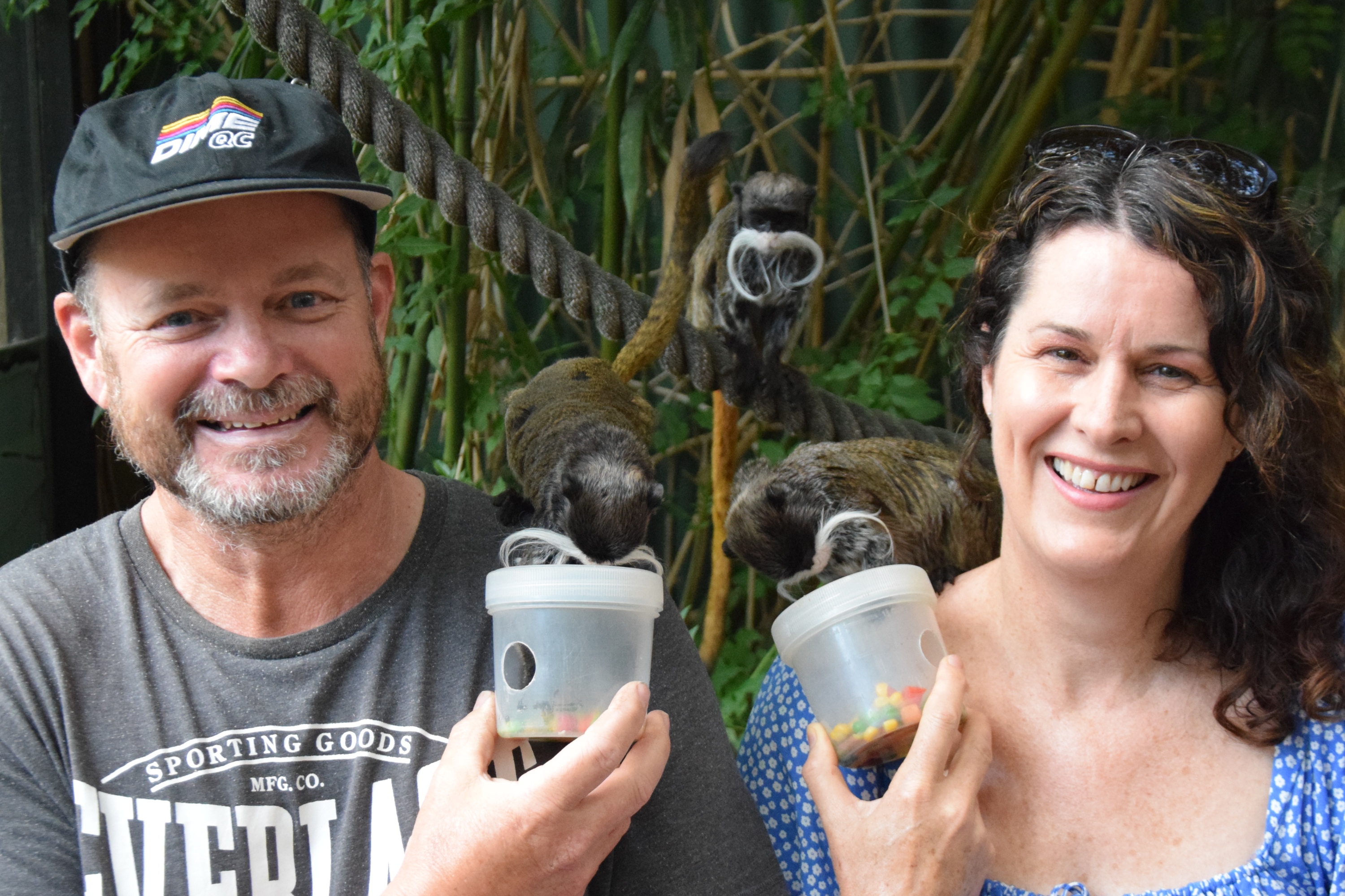 在絹毛猴奇遇中，當這些溫順的靈長類動物爬到您的肩膀上享用零食時，它們會用獨特的鳴叫聲和口哨聲熱情地迎接您