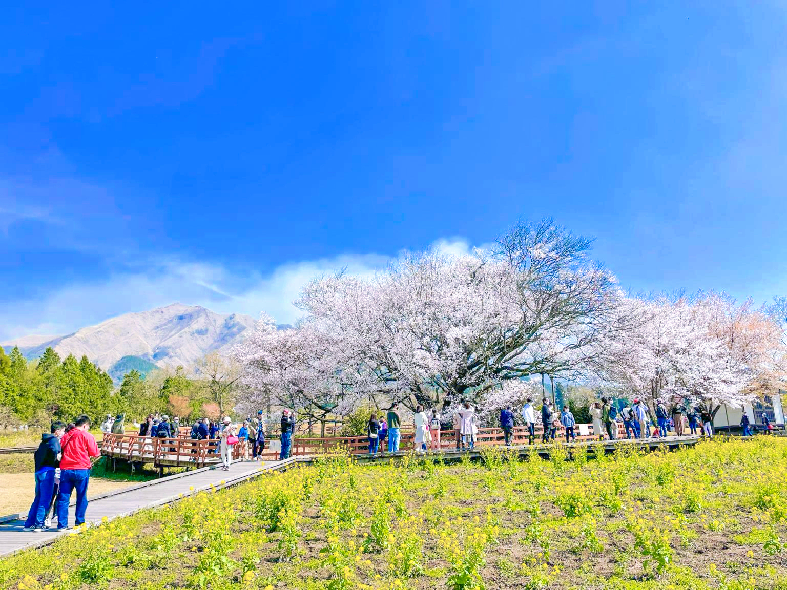 【櫻花限定】九州高千穗｜南阿蘇公園&高千穗峽谷&天安河原一日遊（福岡出發）