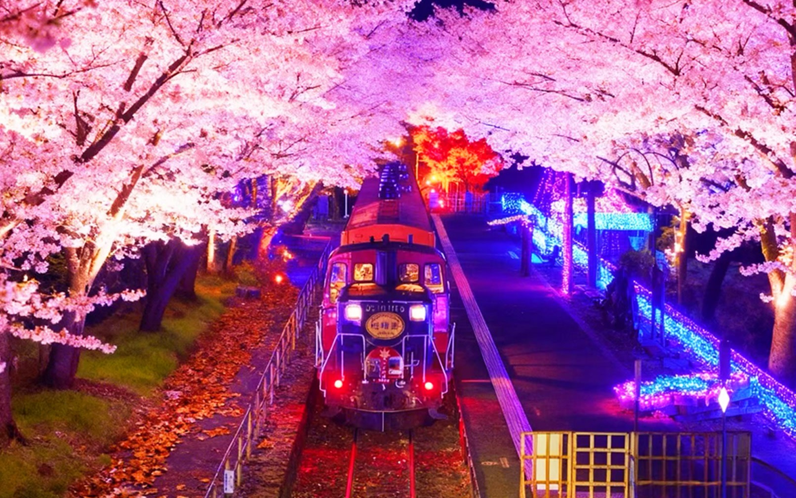 Kyoto Dreamlike Illumination Cherry Blossom Viewing Tour - Kinkaku-ji & Arashiyama (Including Night Cherry Blossom Train) Day Trip (Departure from Osaka/Kyoto)