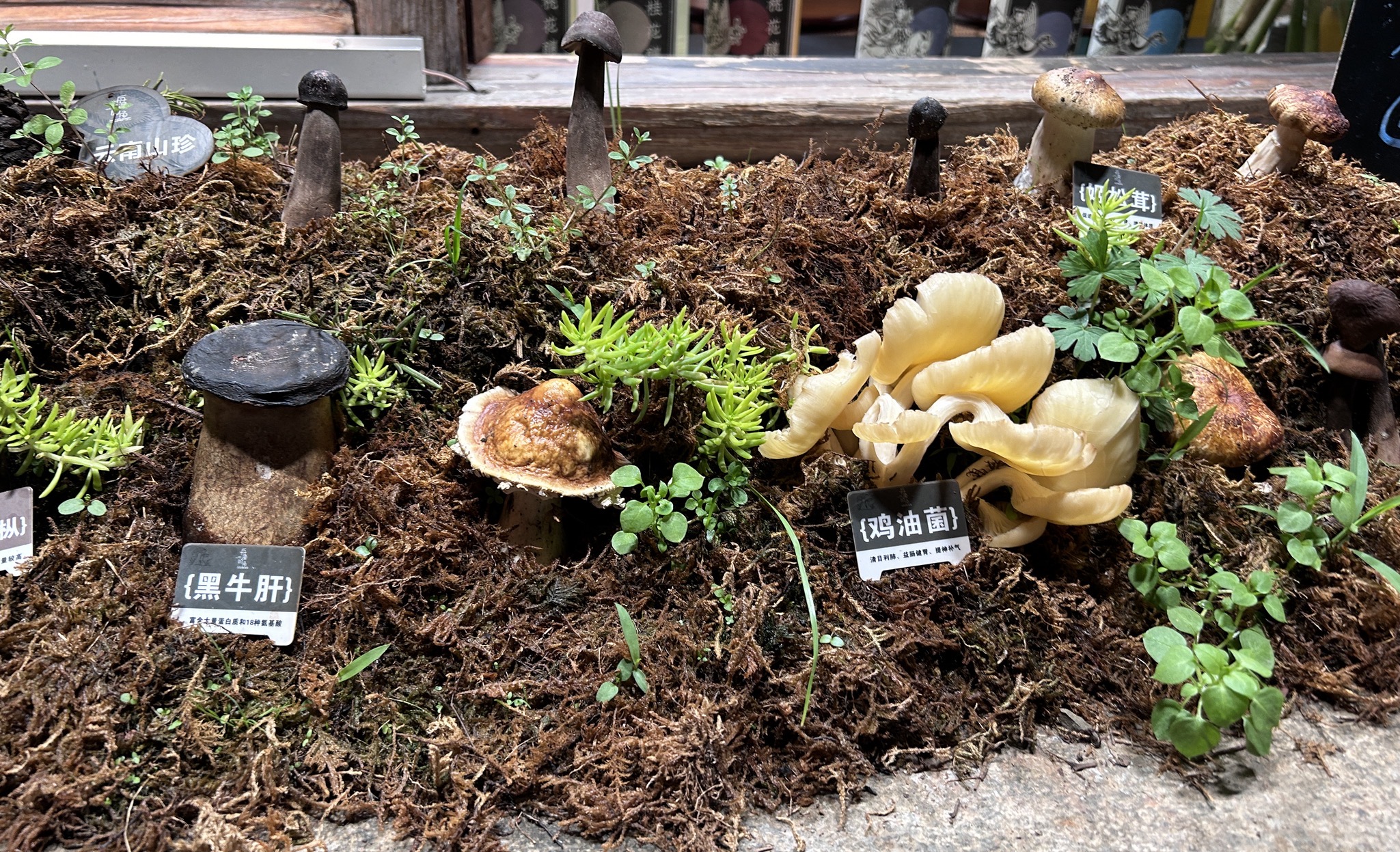 雲南麗江香格里拉山野尋珍5日私家團（松馳度假酒店既下山.梅里+跟隨當地人山野識別採摘蘑茹&品菌+非遺土陶製作體驗+梅里日照金山）