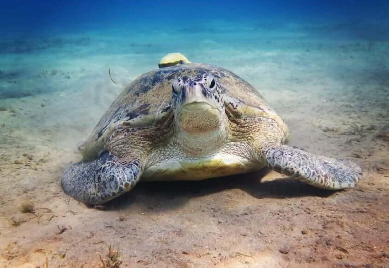 Hurgha - Marsa Mubarak Snorkeling With Dugong And Turtles 