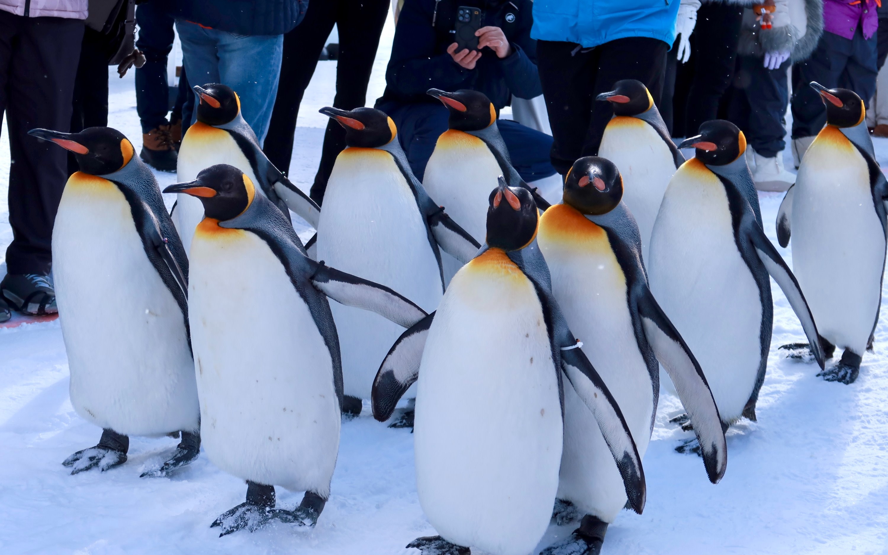 Asahiyama Zoo, Forest Fairy Terrace, Biei Farm Snow Land, Shirahige Falls, Optional Wagyu Beef Cuisine (From Sapporo, Hokkaido)