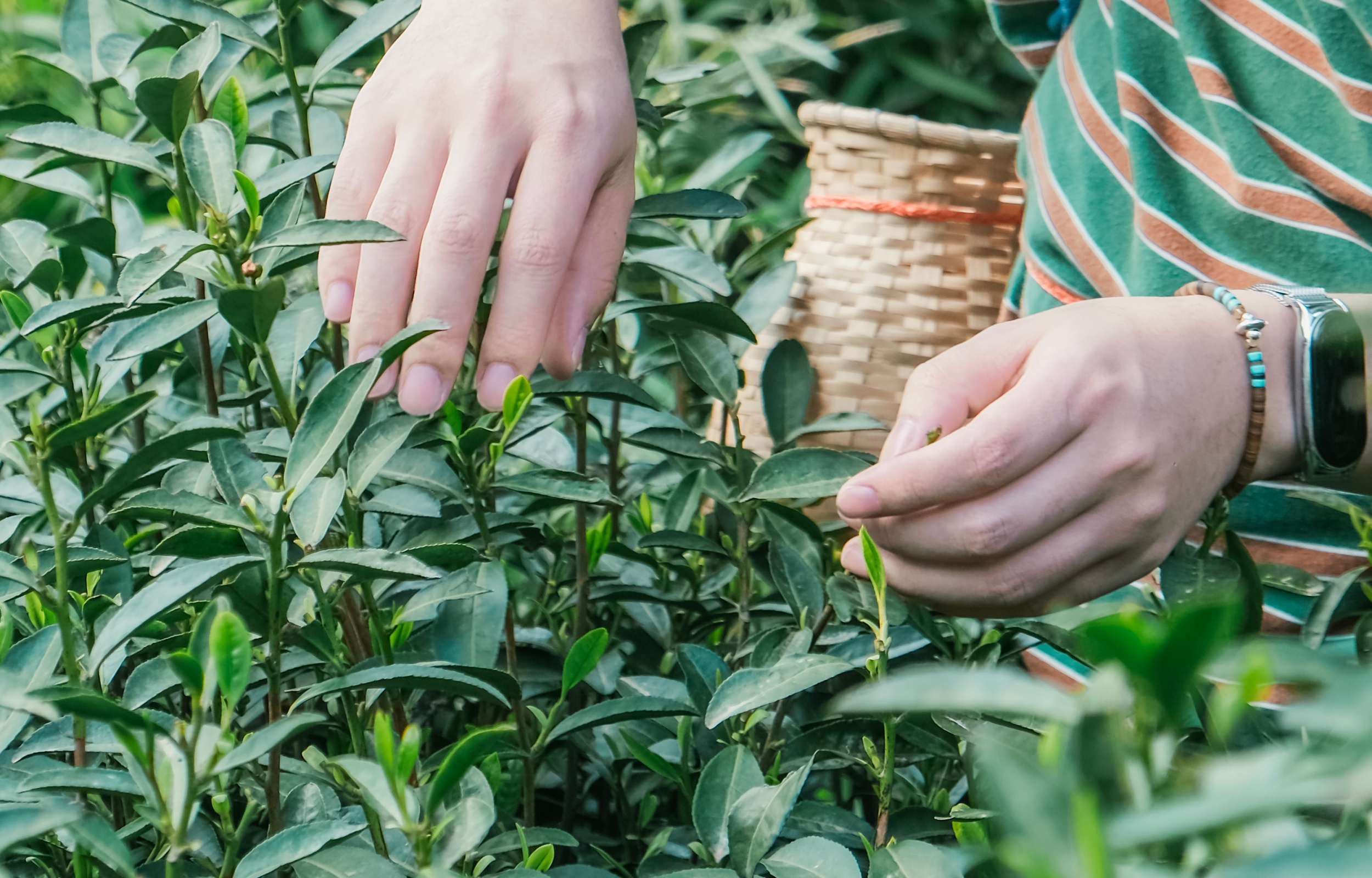 採茶體驗 採茶體驗