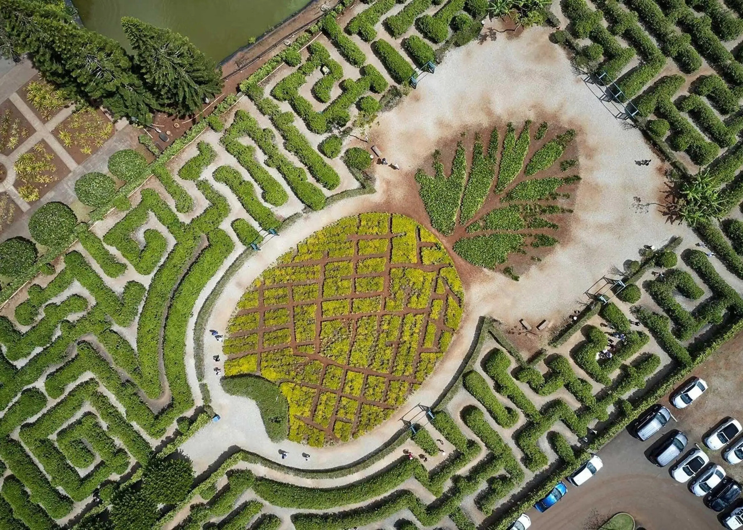 空拍歐胡島都樂鳳梨園的鳳梨花園迷宮，可見大型樹籬迷宮及周圍的種植園區。
