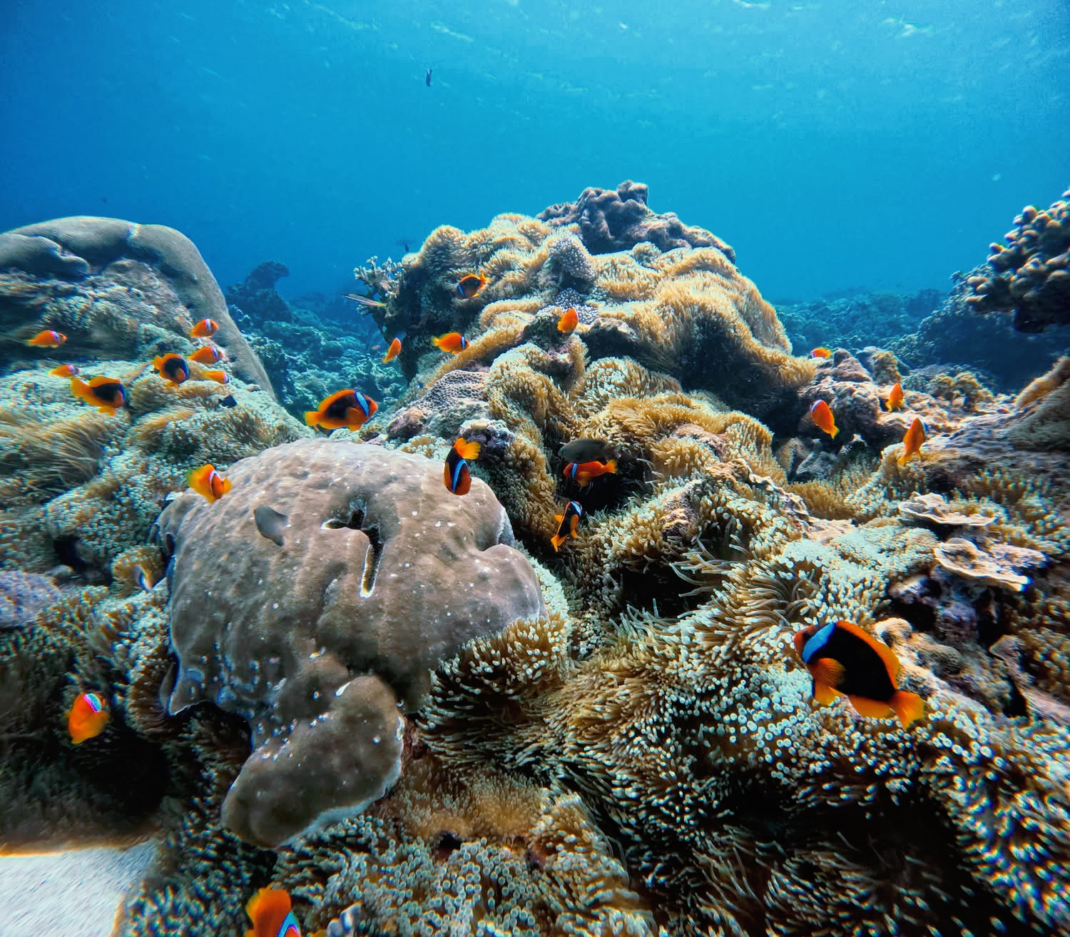 Top 10 Dive Sites in the World - Green Island Snorkeling | Shilang or Chai Kou Snorkeling Experience