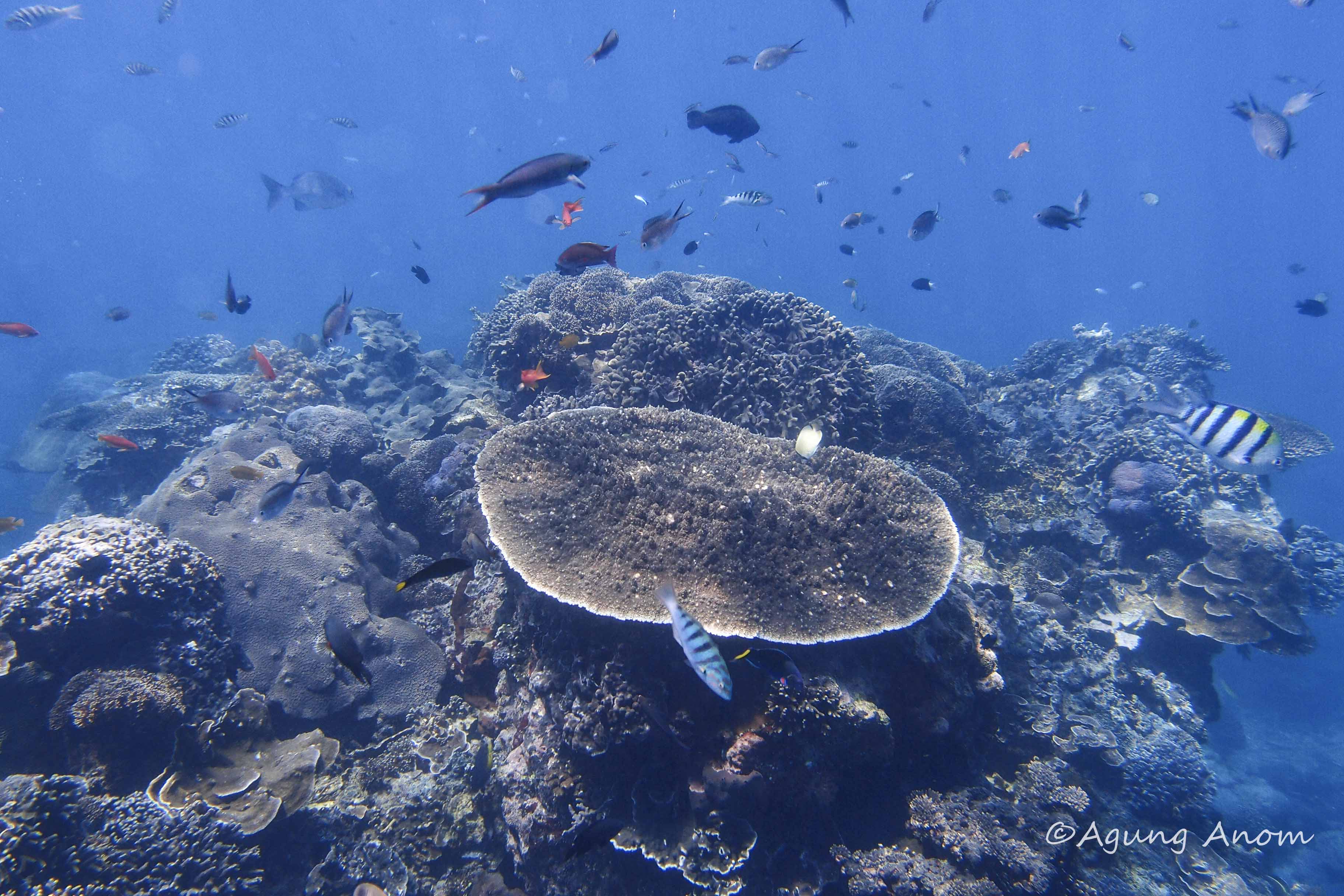 PADIディスカバースキューバダイビング（レンボンガン島 / PADI 5 Star Dive Center提供）