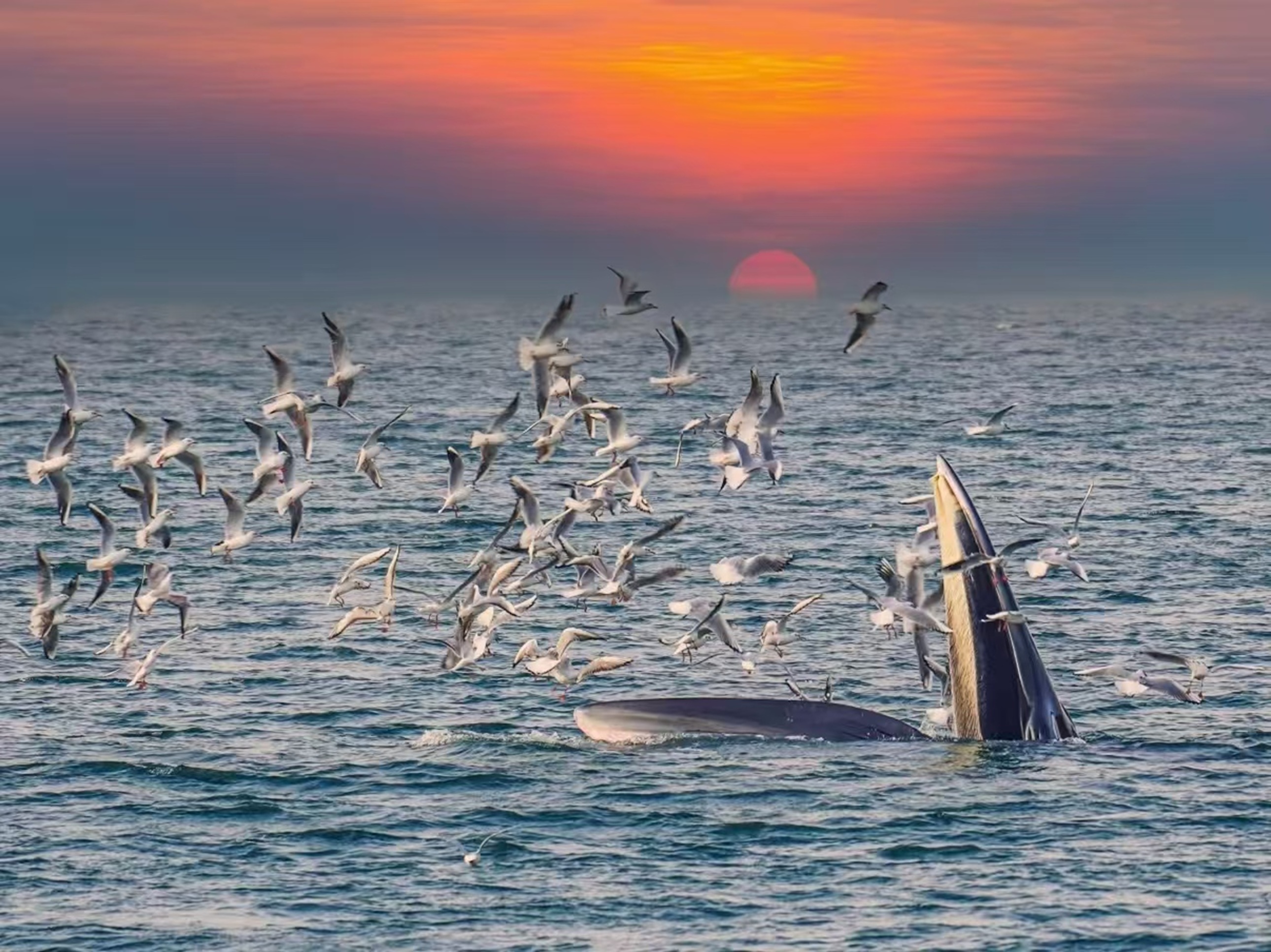 落日鋪染天際,群鷗圍著露腹的鯨盤旋,橙紅晚霞裹著藍海,浪漫與生機在暮色裡交融 落日鋪染天際,群鷗圍著露腹的鯨盤旋,橙紅晚霞裹著藍海,浪漫與生機在暮色裡交融