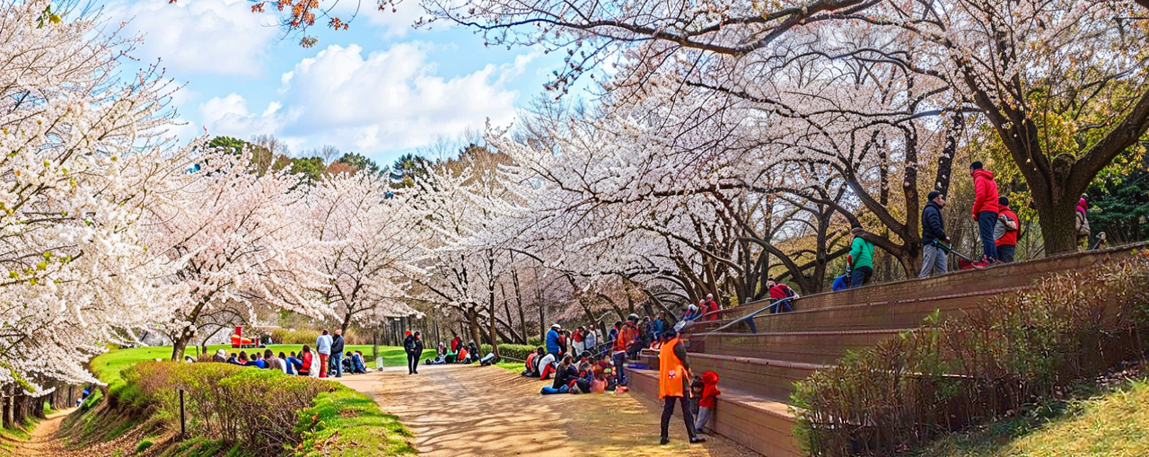 Seoul Cherry Blossom & POKPO Waterfall Cafe One Day Tour