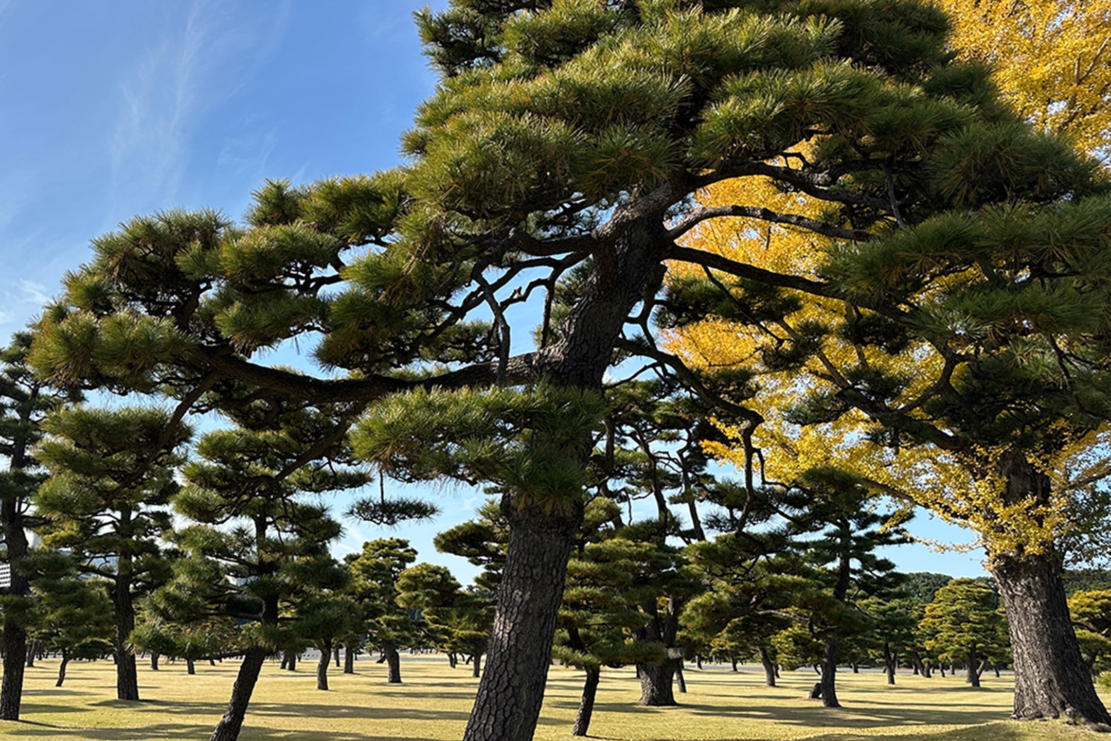 東京：皇居歷史徒步之旅，東京城