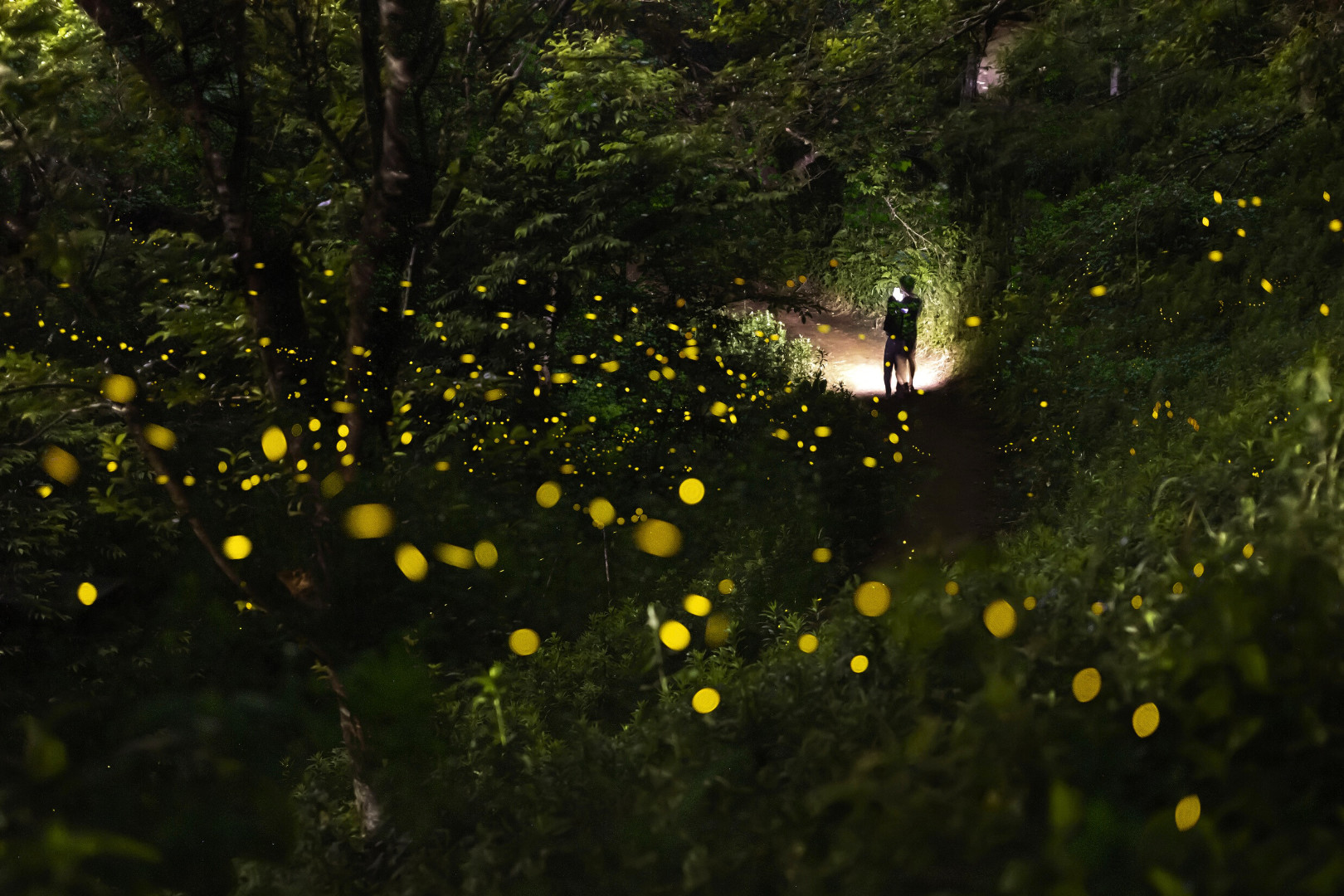 Yangmingshan Tien Lai Hot Spring & Secret Firefly Viewing & Shilin Night Market Half-Day Tour (Including Five-Star Hot Spring Experience)