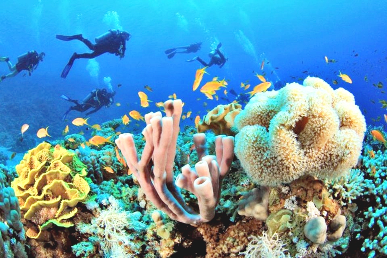 Sahl Hasheesh：潛水或浮潛游船之旅（含午餐）