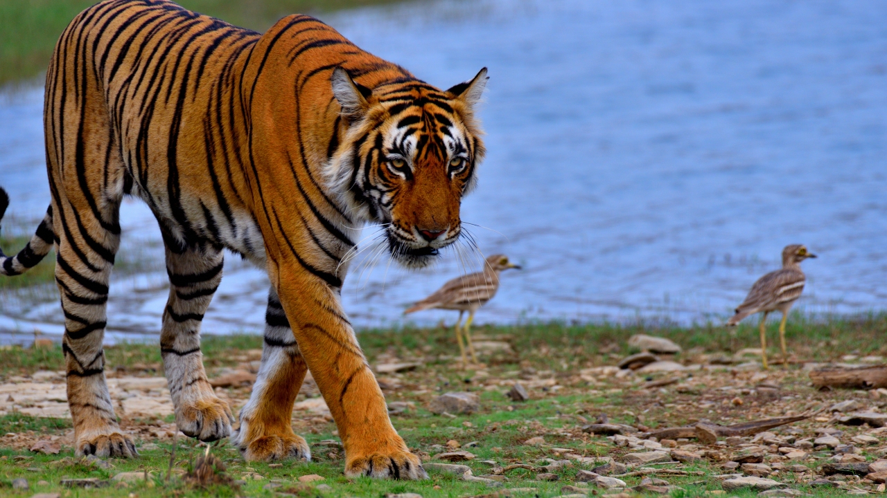 From Delhi: 3 Days Tour of Ranthambore Tiger safari