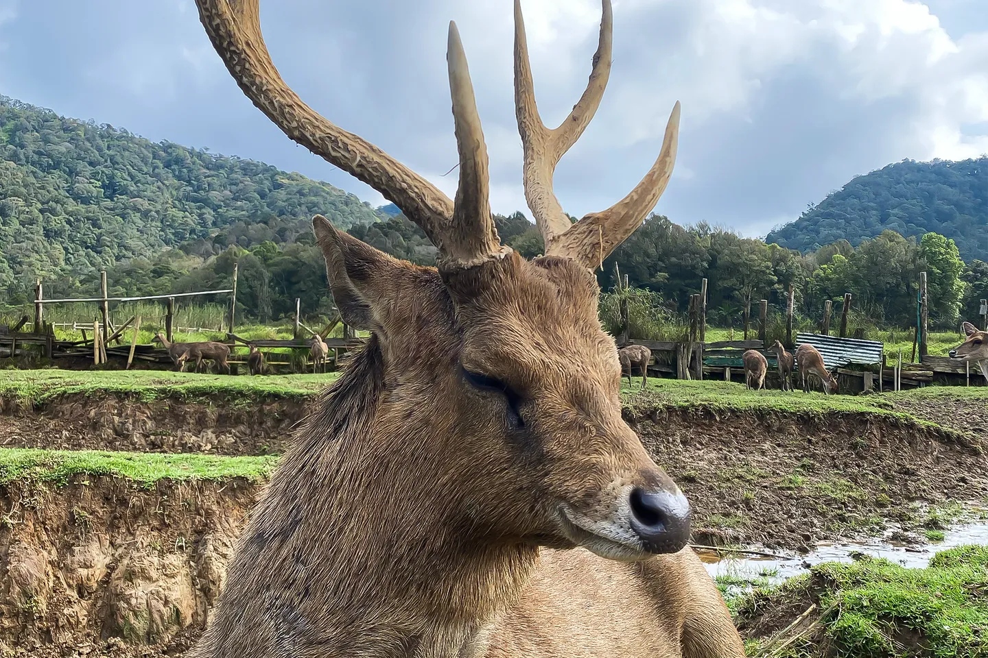 與溫馴小鹿近距離合影,捕捉難忘瞬間 與溫馴小鹿近距離合影,捕捉難忘瞬間
