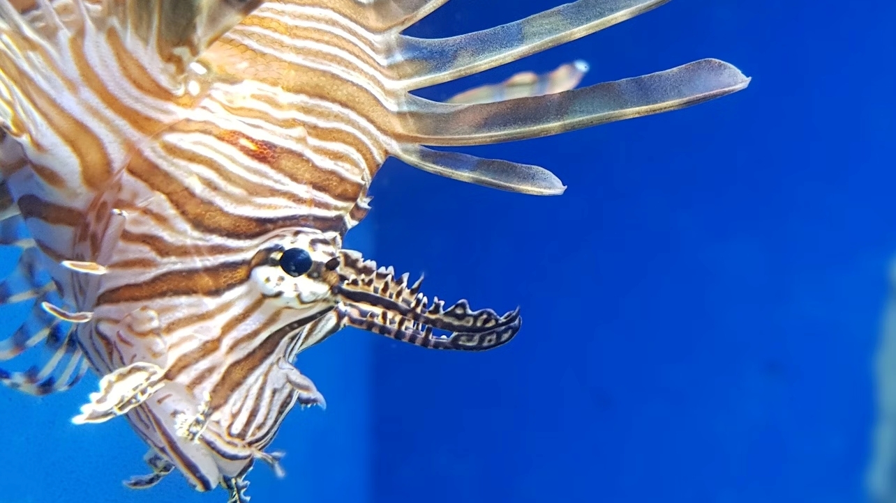那不勒斯水族館的魚兒在那不勒斯水族館的魚缸裡游泳，體現了自然共生的和諧