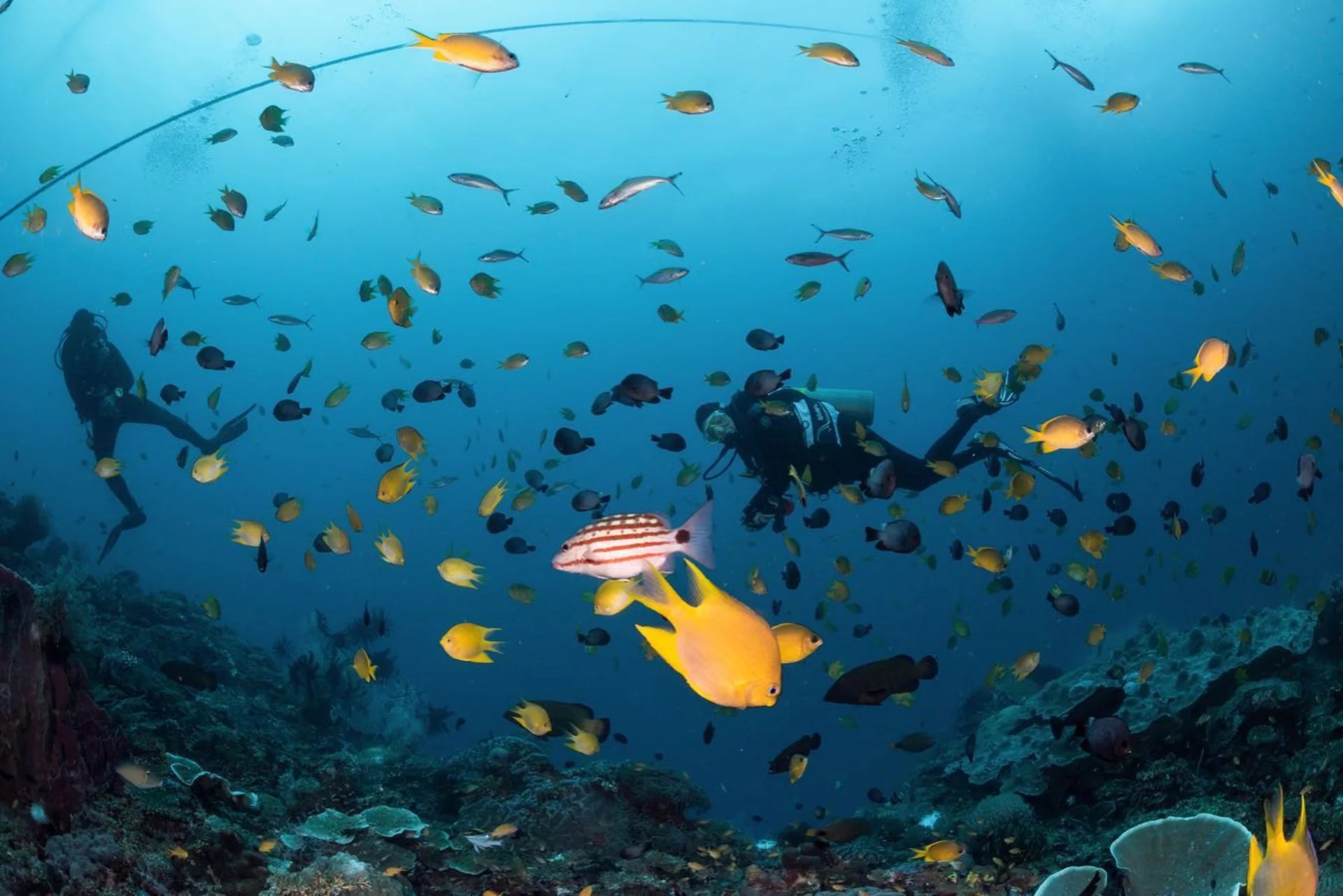 PADIエンリッチドエアーダイバー（ミンダナオ島 / PADI Resort提供）