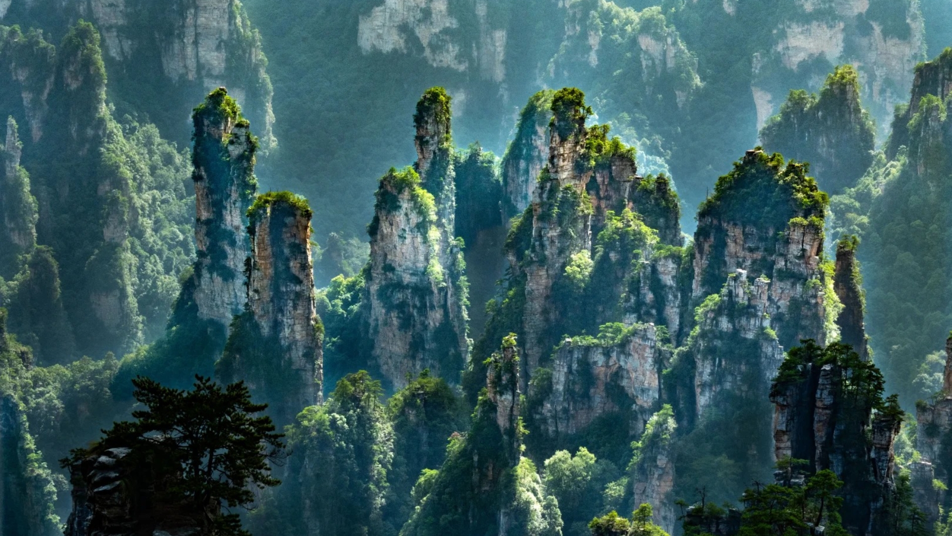 【袁家界風景區】三千奇峰盡收眼底，雄險秀野，神態各異。峽谷深處 ，千百根石峰石柱奇偉突立