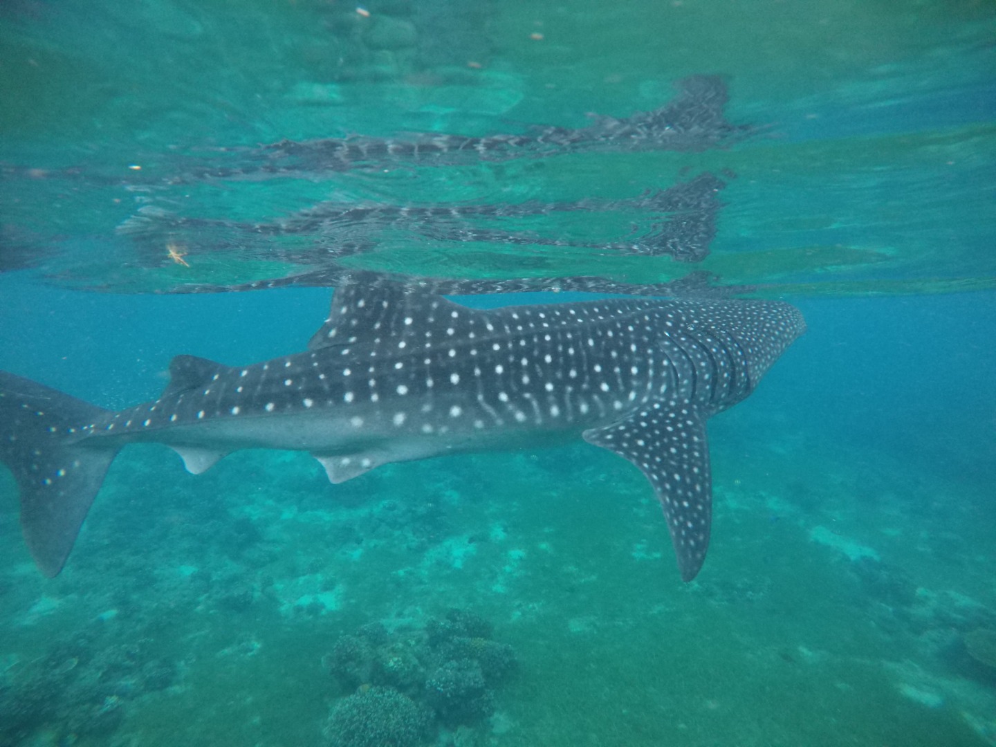 whale shark underwater viewed from the side