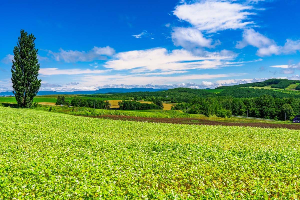 A方案-網紅打卡線