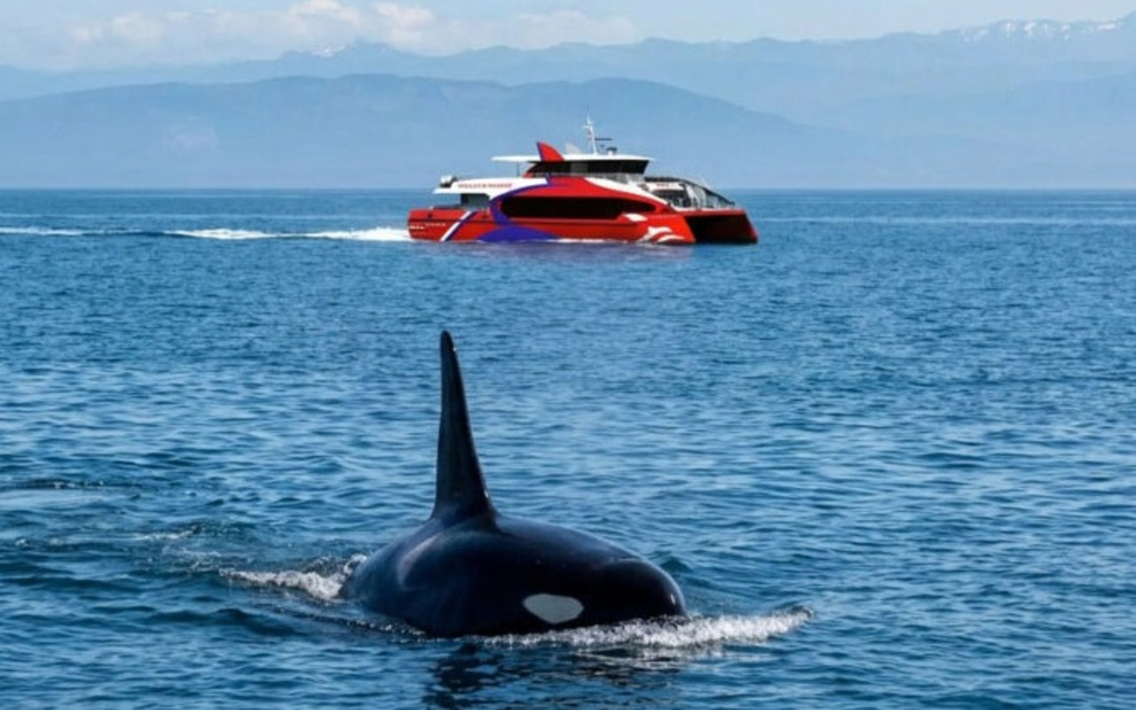 搭乘「翡翠快艇」高速船，舒適巡航，專為觀賞該地區的海洋巨獸而設計。