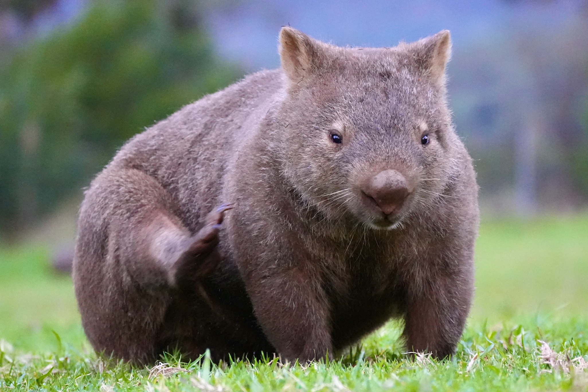 Wild Wombats, Kangaroos, and Waterfalls Tour all inclusive